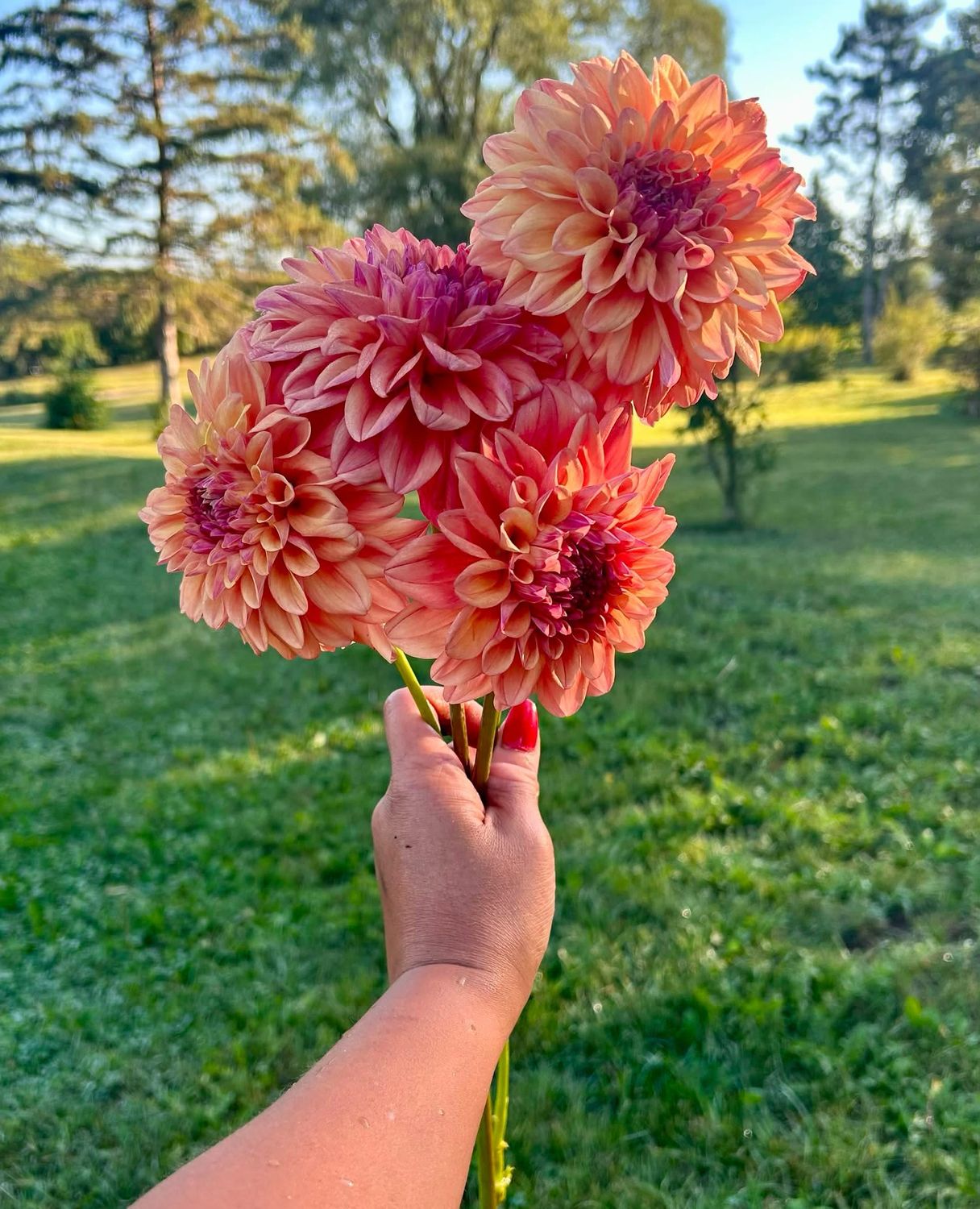 Ace Summer Sunset