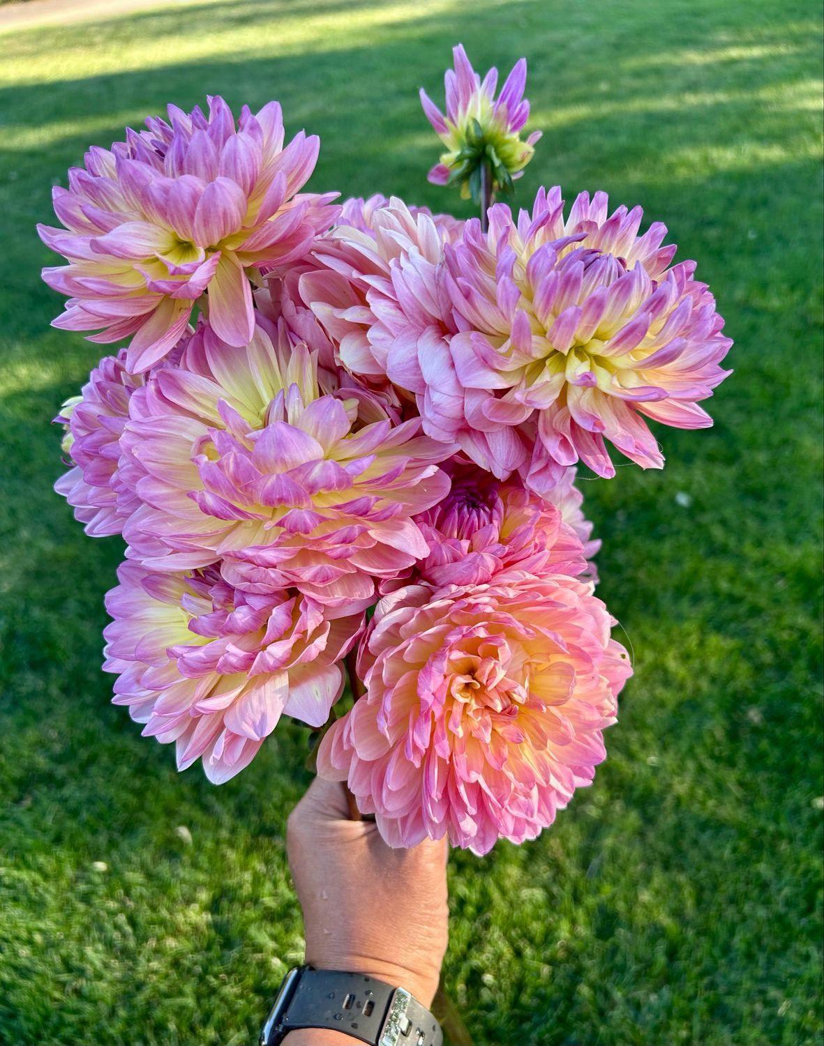 Sandia Bliss