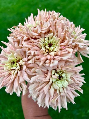Mixed Zinnia Seeds