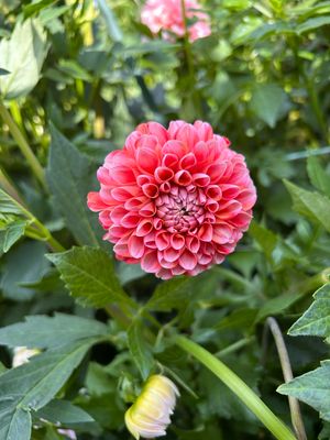 Chimacum Luke (Creme de Fraise)