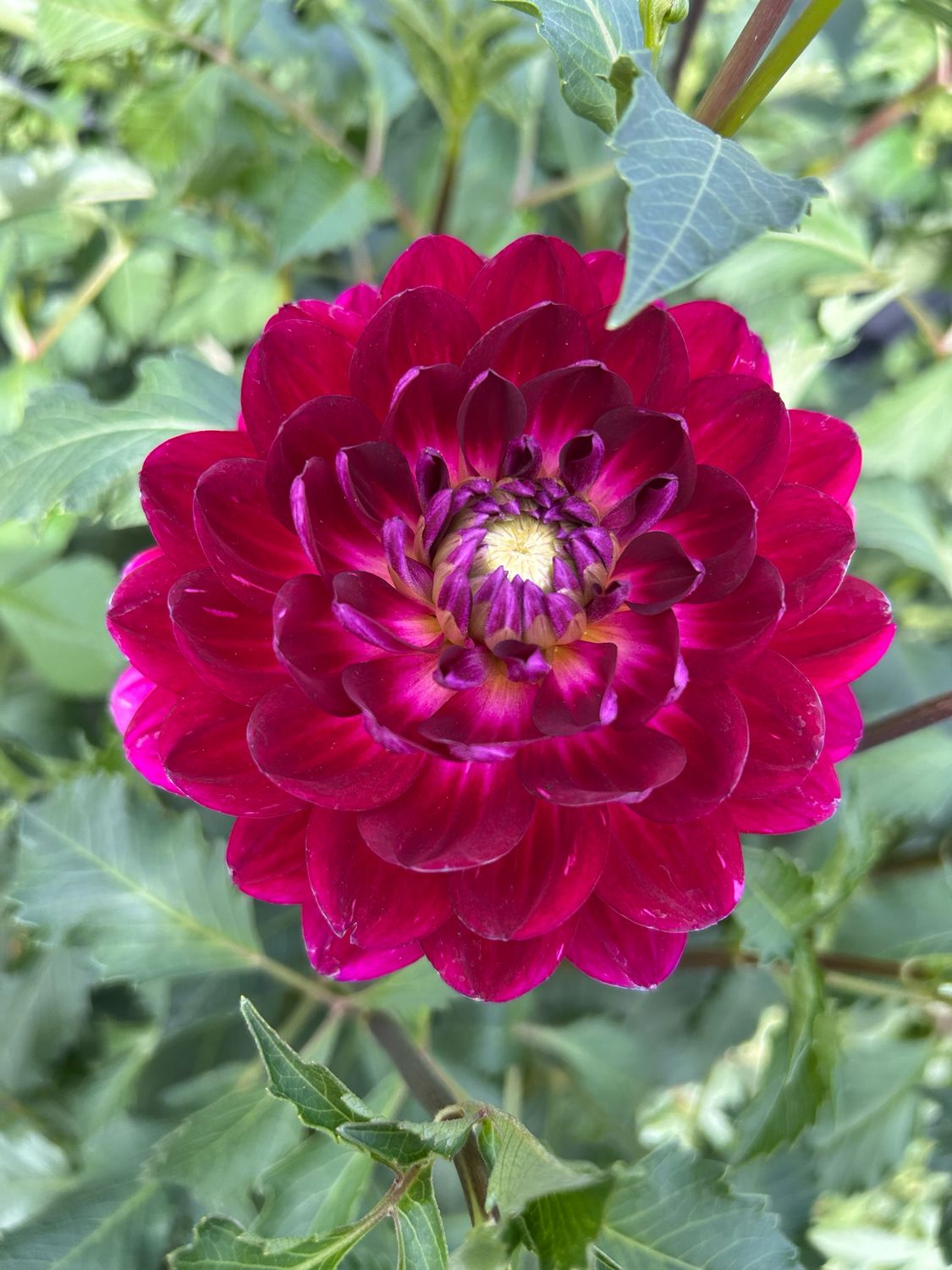 Hollyhill Pandora