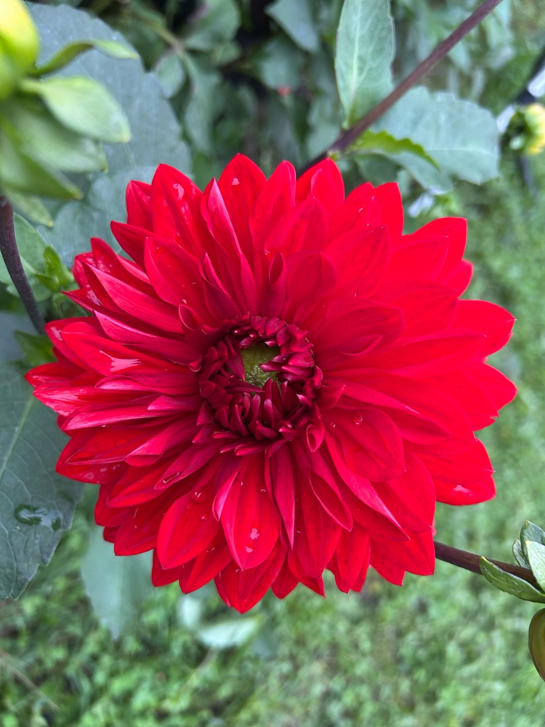 Garden Wonder
