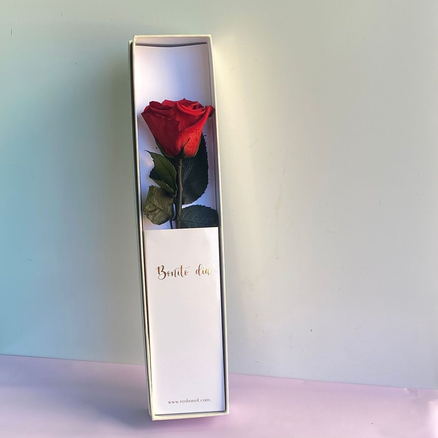 Rosa preservada en caja