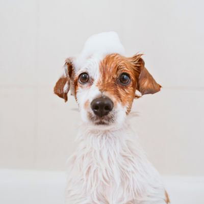 Hygiene and Cleaning