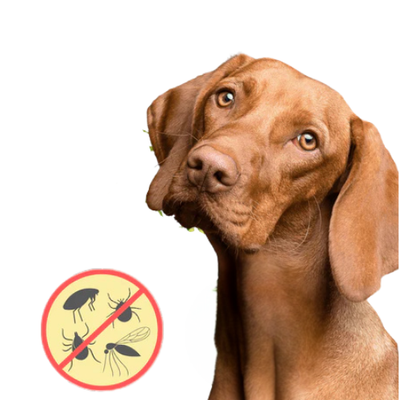 Protection Against Parasites