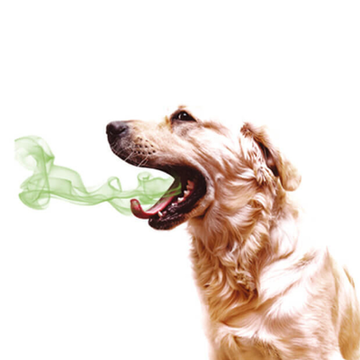 Healthy Teeth and Fresh Breath