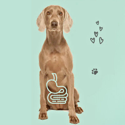 Gastrointestinal Health