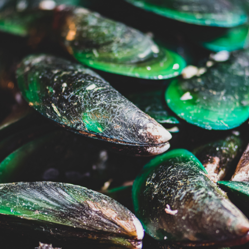 Green-Lipped Mussel Powder