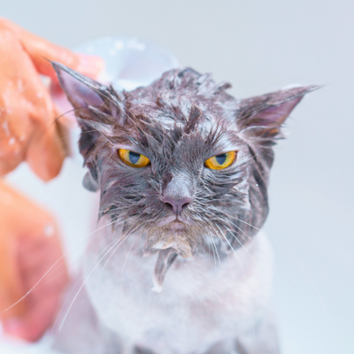 Hygiene and Cleaning