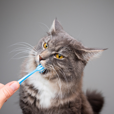 Healthy Teeth and Fresh Breath