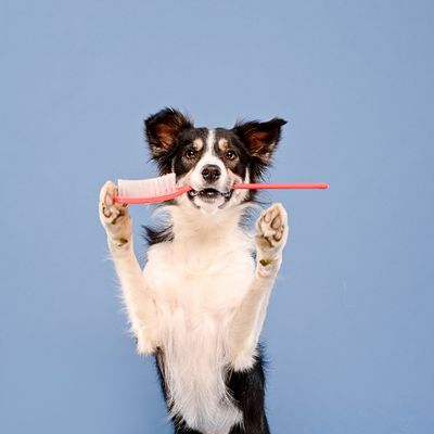 Dental Care &amp; Fresh Breath