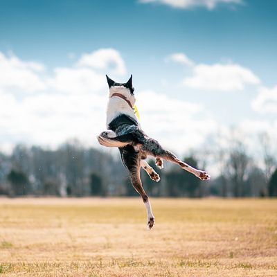 Mobility &amp; Activity