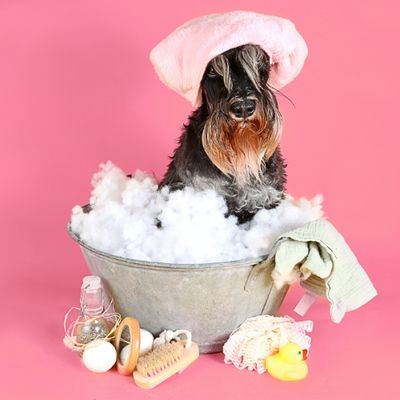 Hygiene &amp; Grooming