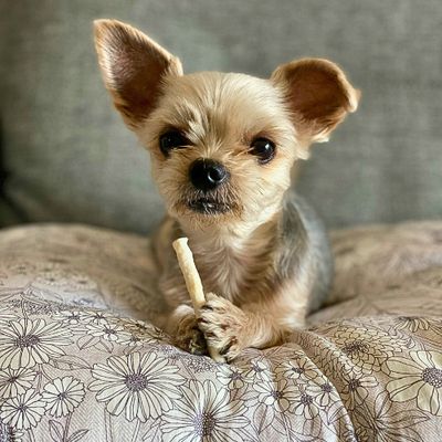 Treats &amp; Chews