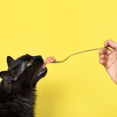 Natural Cat Food