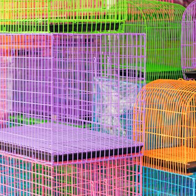 Birds, Reptiles, and Rodents