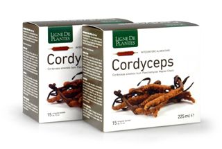 Cordyceps