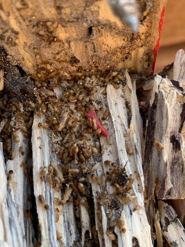 TRAITEMENT ANTI-TERMITES