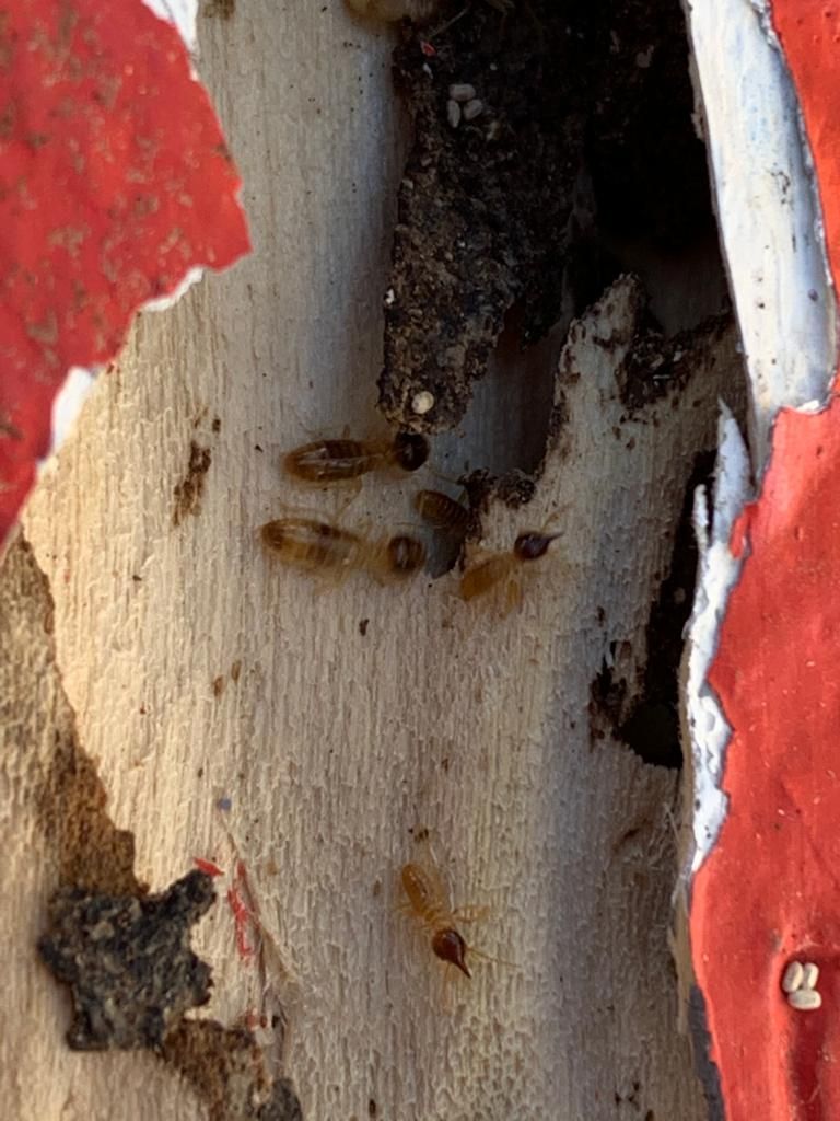 TRAITEMENT ANTI-TERMITES