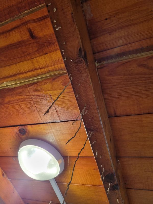 TRAITEMENT ANTI-TERMITES