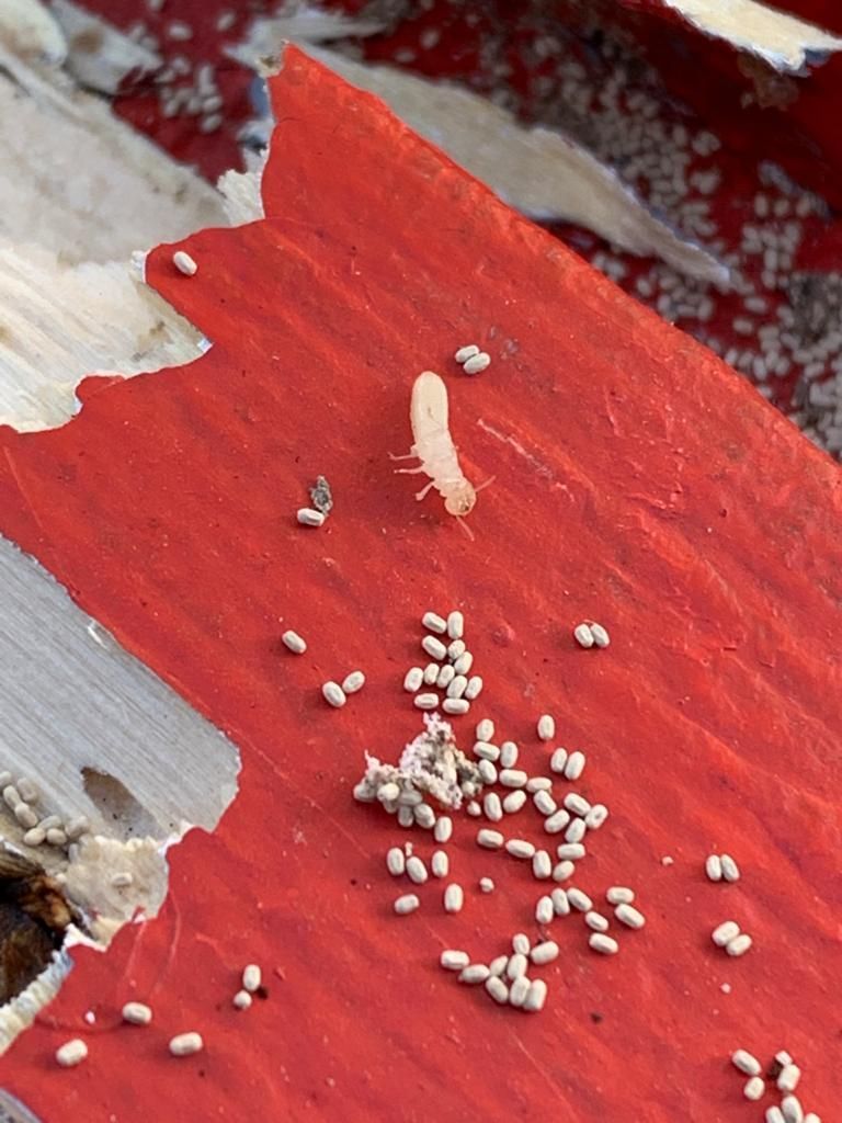 TRAITEMENT ANTI-TERMITES