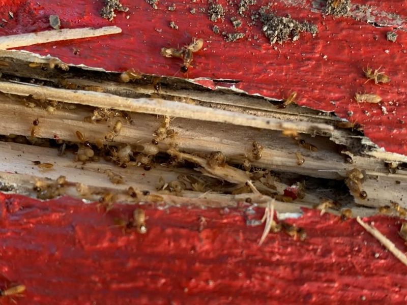 TRAITEMENT ANTI-TERMITES