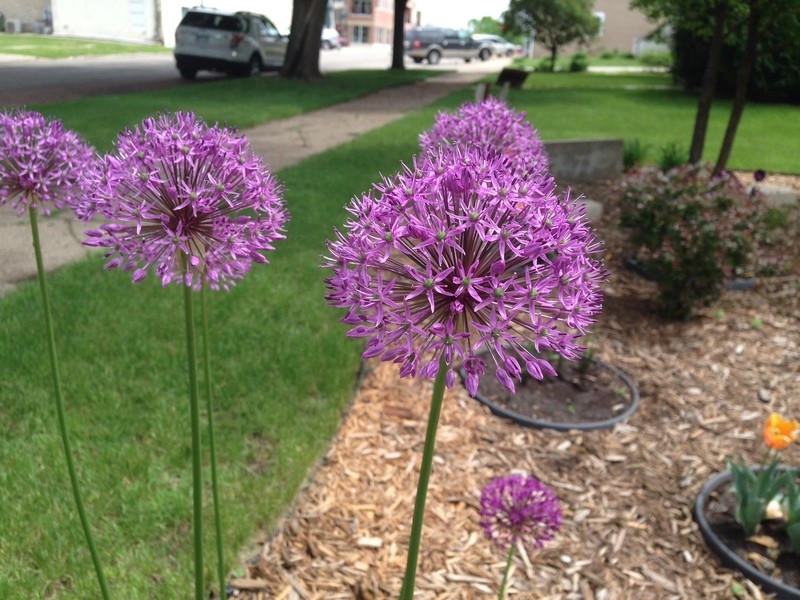 Allium Gladiator (5 Bulbs)