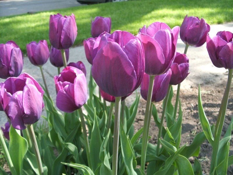 Purple Value Bag Tulips (25 Bulbs) Top Seller