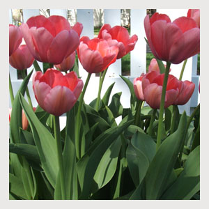 Pink Value Bag Tulips (25 Bulbs) Top Seller