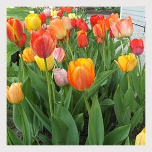 Mixed Color Value Bag Tulips (25 Bulbs) Top Seller
