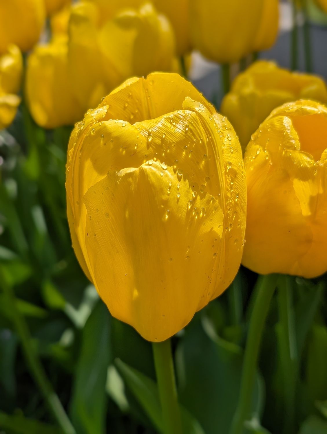 Yellow Value Bag Tulips (25 bulbs)