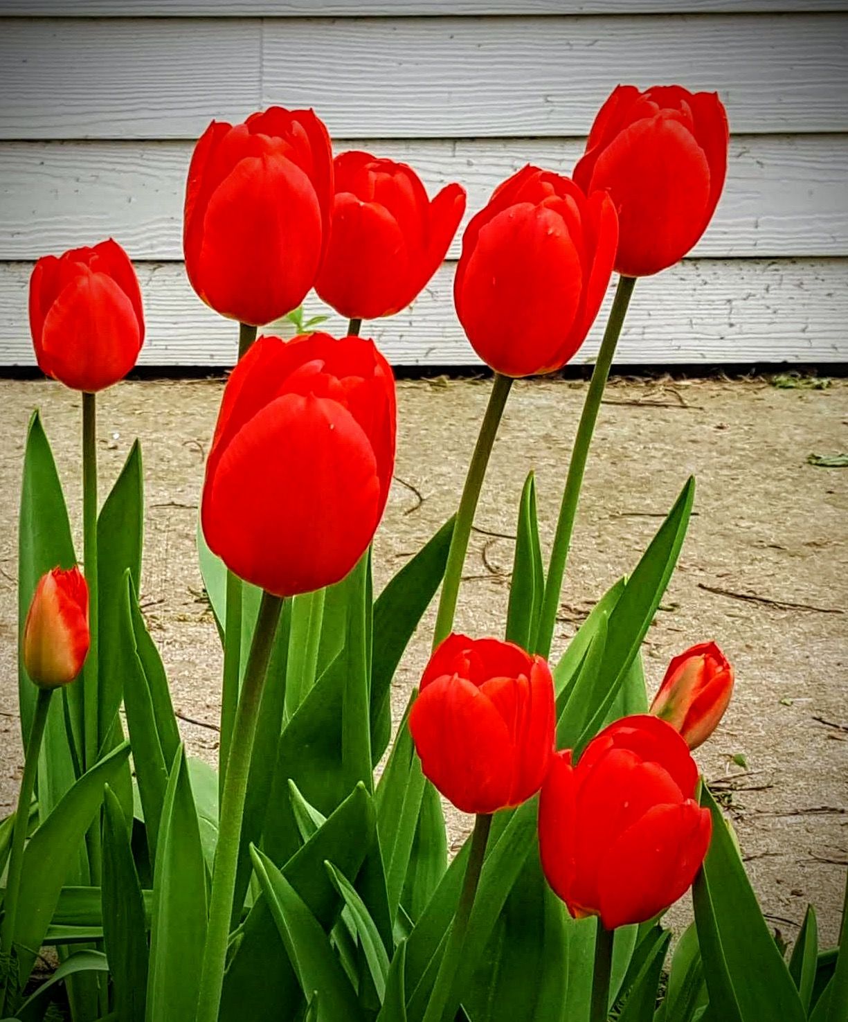 Red Value Bag Tulips (25 bulbs)