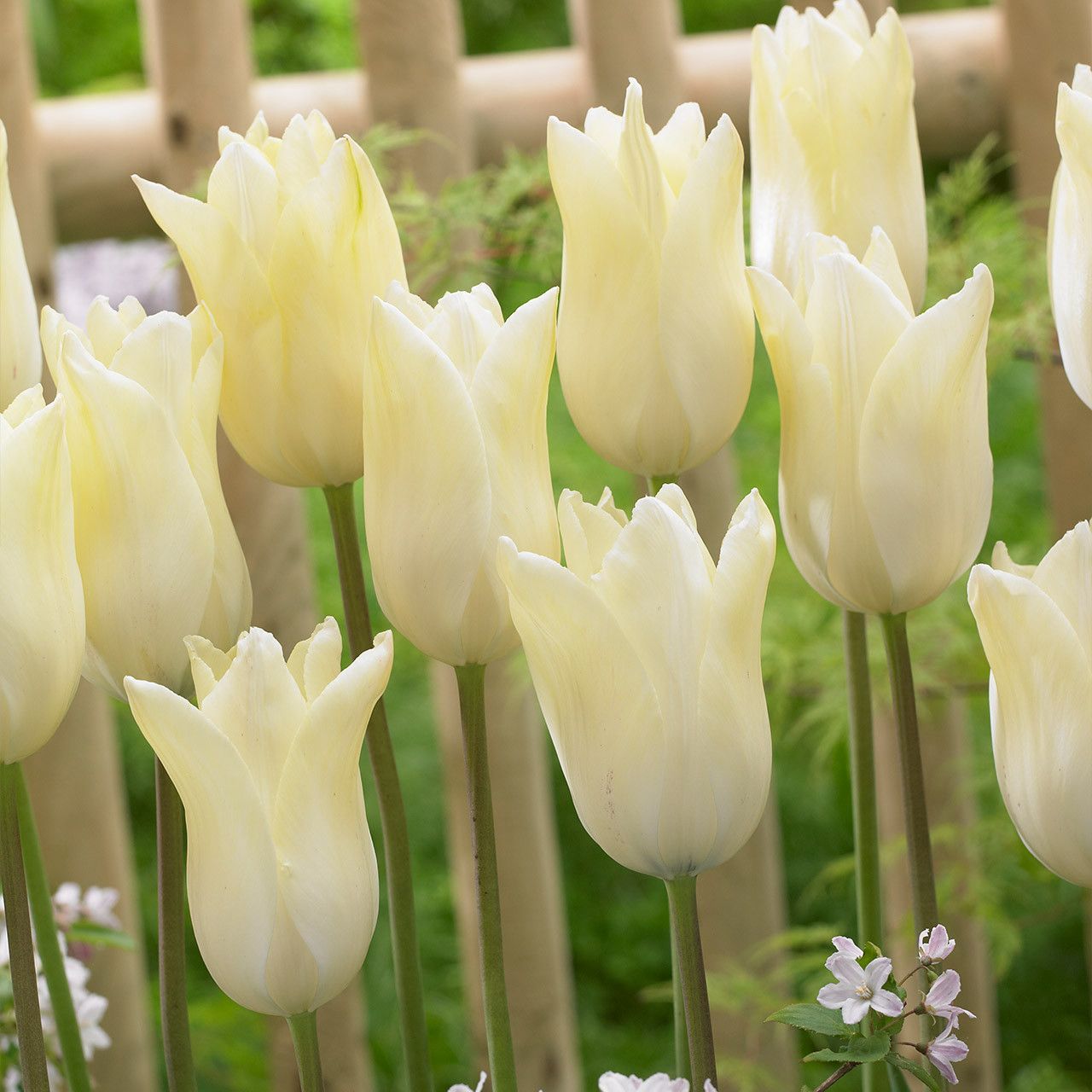 Ivory Proud (10 Bulbs) – Store – Tulip Town Bulb Company