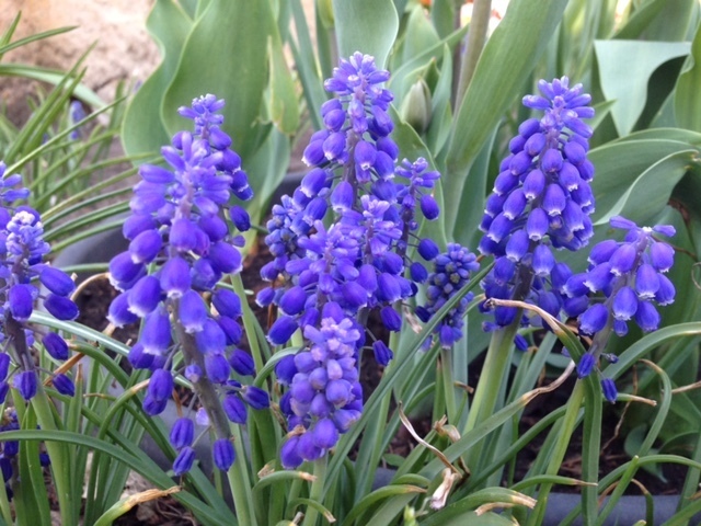 Muscari Grape Hyacinths (64 Bulbs)