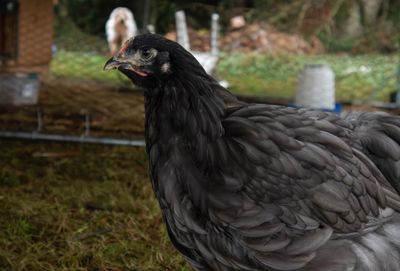 thumbnail image 2 of PRE-SALE: 6 Pure Black Jersey Giant Hatching Eggs - HUGE Breed Chicken Eggs For Incubating 2 of 14