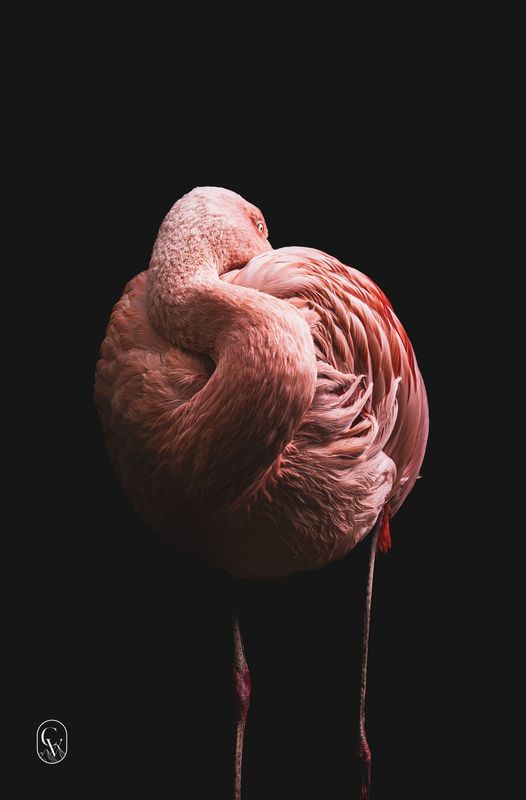 Le Flamant Rose 40 x 60 cm