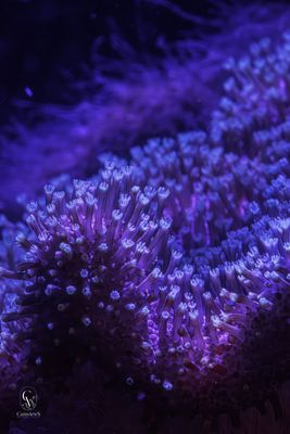 Corail "Sarcophyton" 60 x 80 cm
