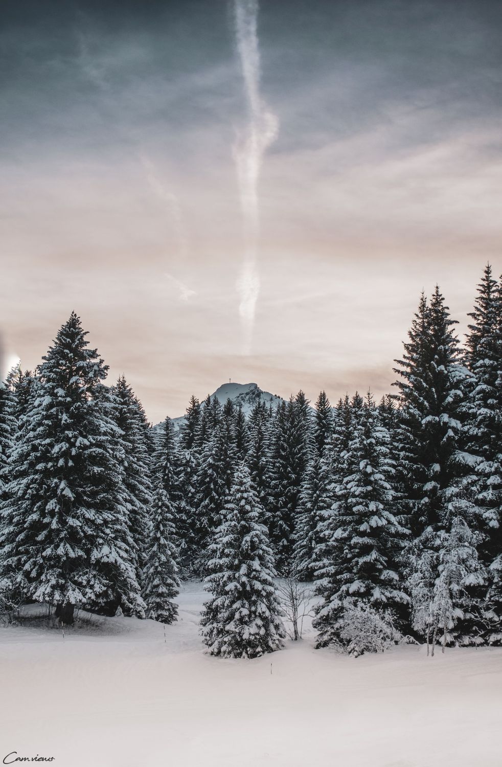 Forêt du Praz-de-Lys 60 x 80 cm