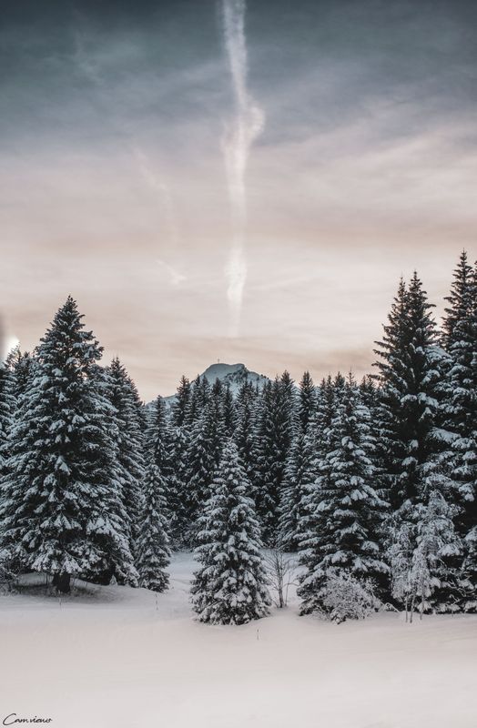 Forêt du Praz-de-Lys 60 x 80 cm