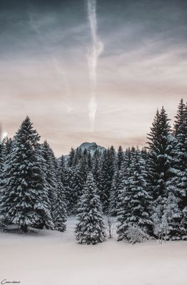 Forêt du Praz-de-Lys 60 x 80 cm