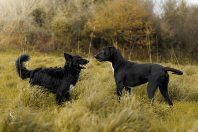 Cecile et ses chiens Praline & Velvet