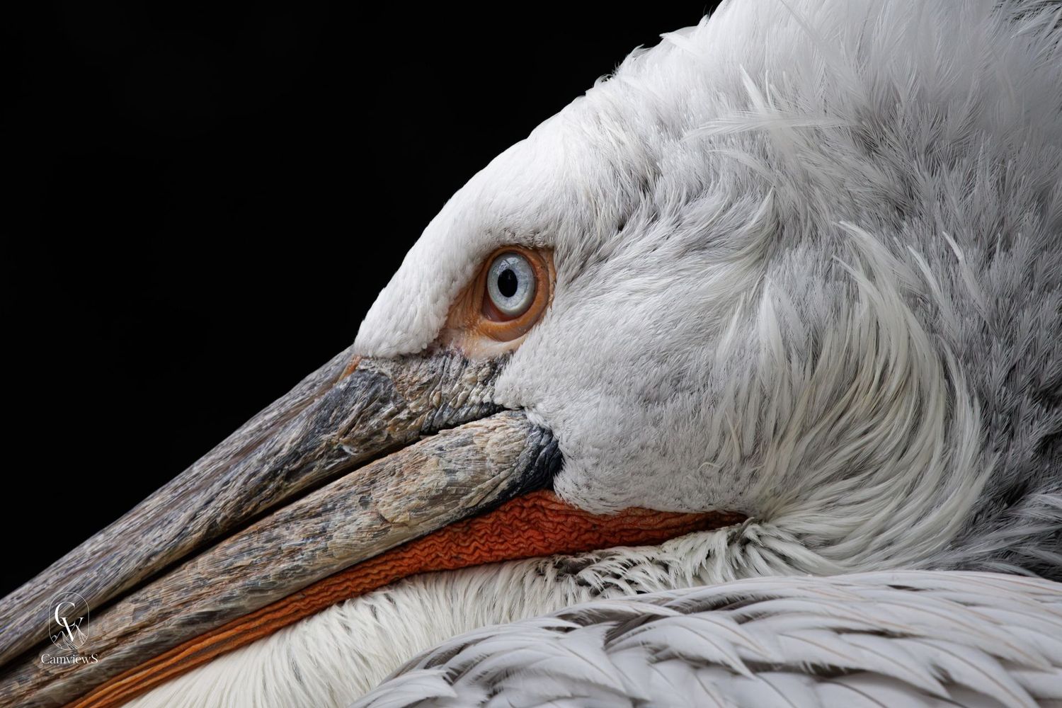 Le sérieux du Pelican