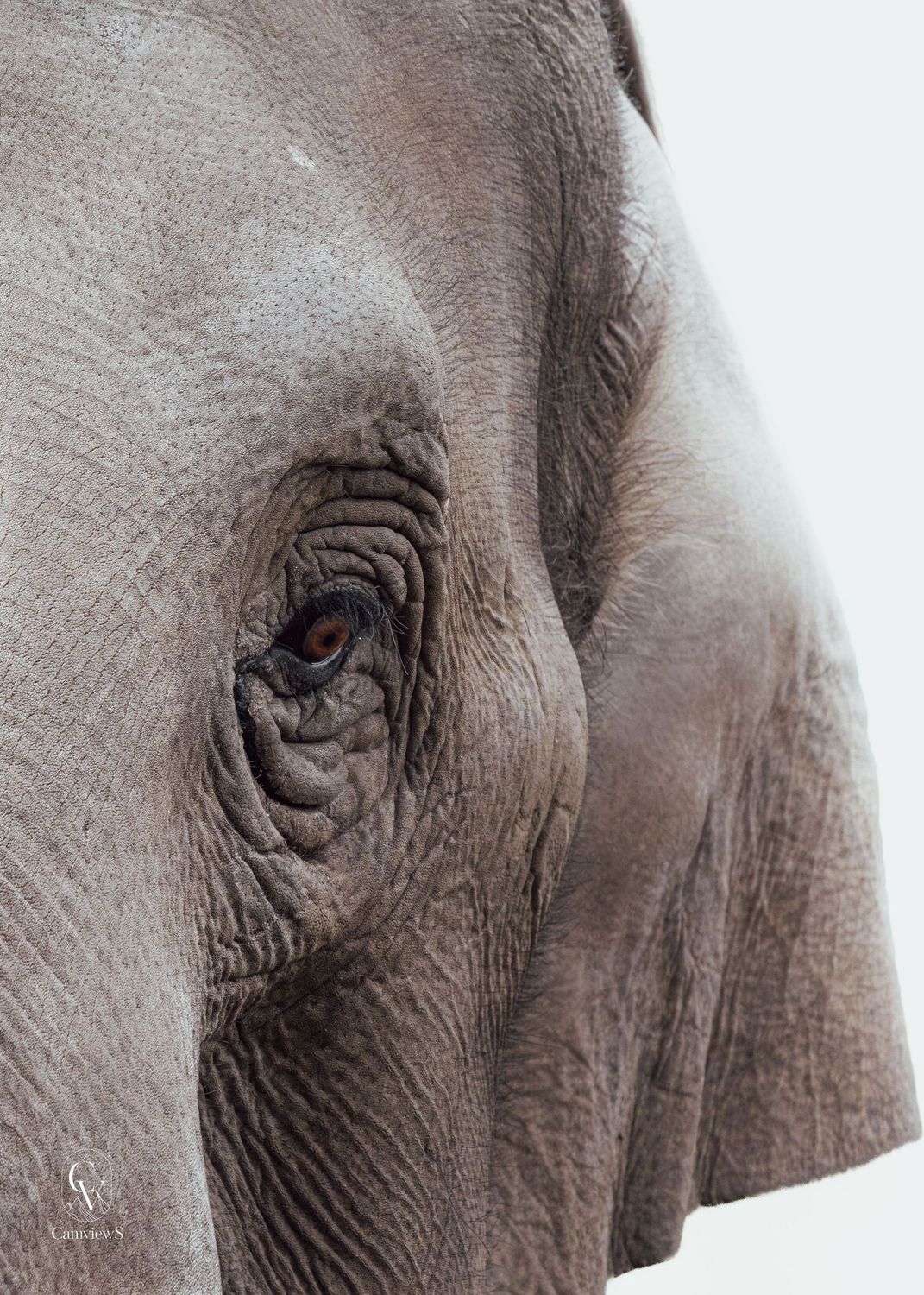 L'instant éléphant