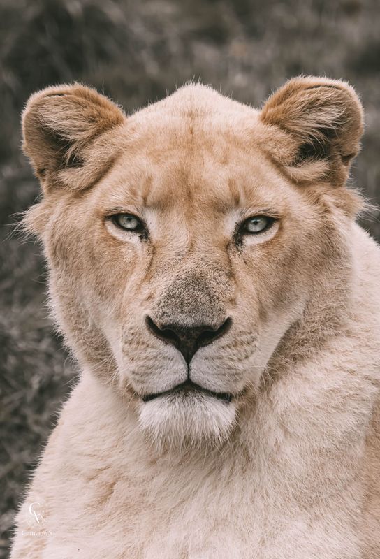 Regard figé