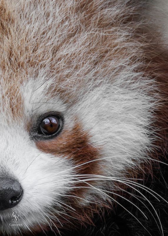 Regard sauvage