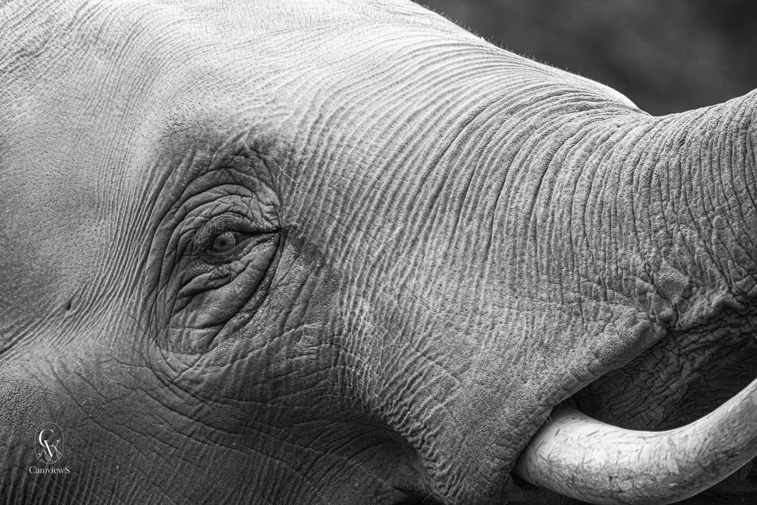 La mémoire d'éléphant