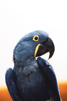 Le prince d'or et d'azur