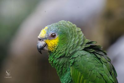 Goutte d'émeraude