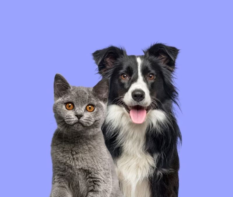 LINEA PET DETERGENTI