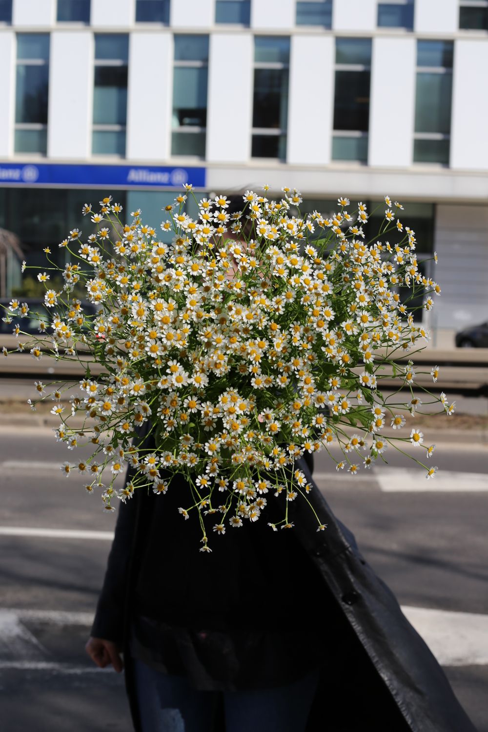 Bukiet rumianku (tanacetum rumiankowe)